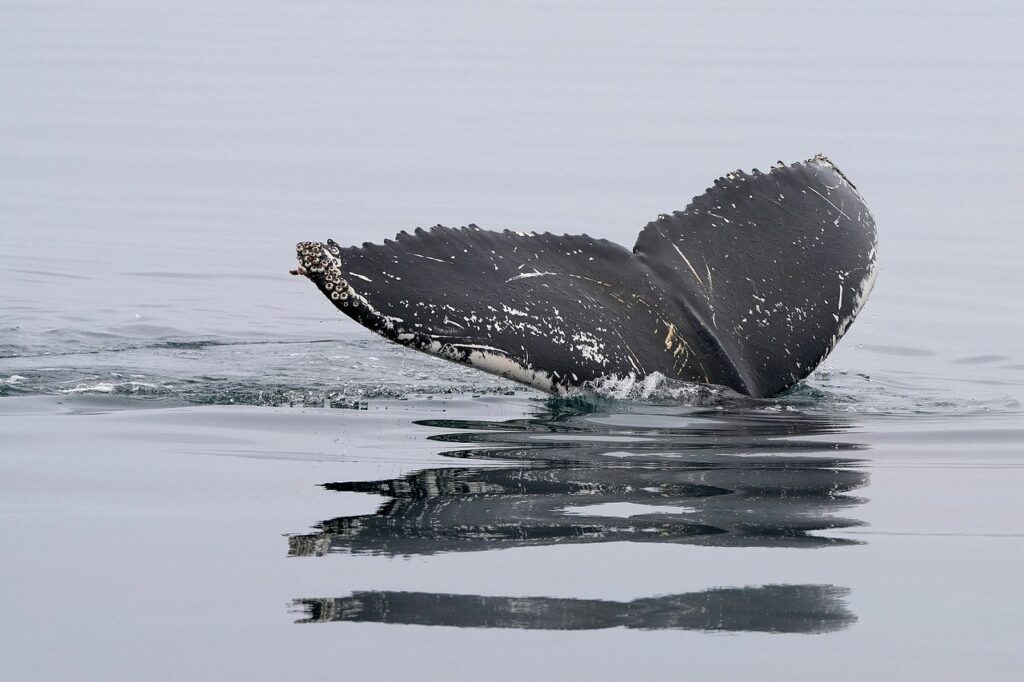 Ethereum Whale Reserves Reach Highest Level in Seven Years