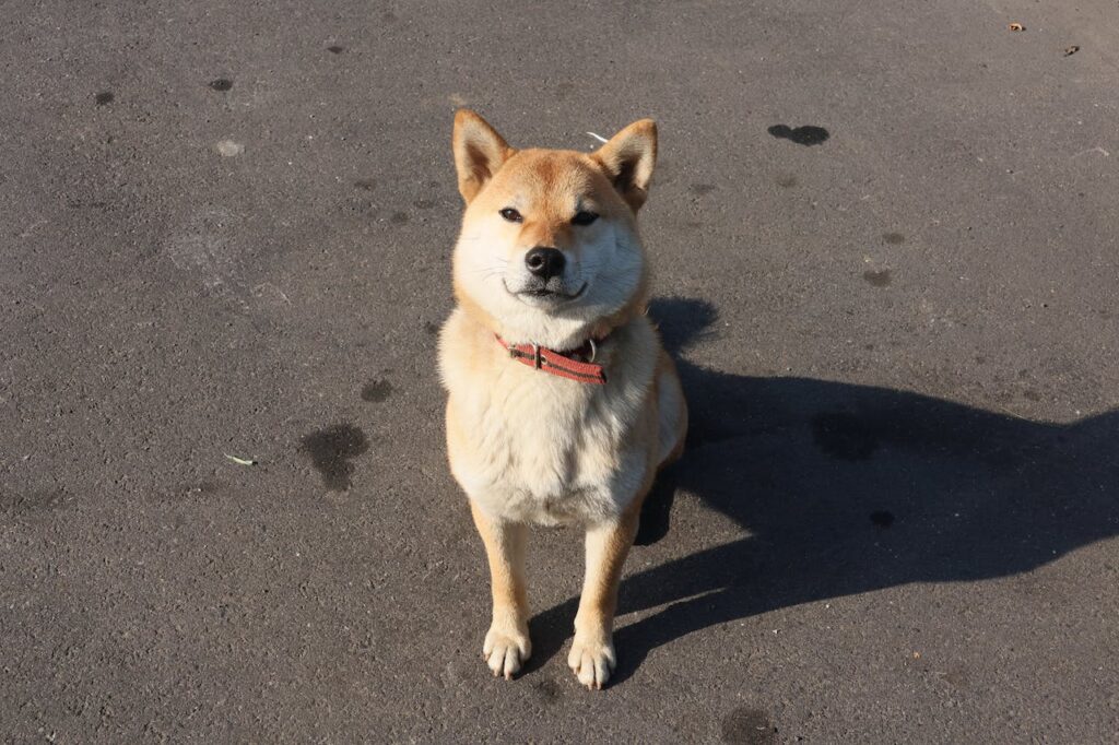 Shiba Inu Plans to Offer .shib Domain to SHIB Holders