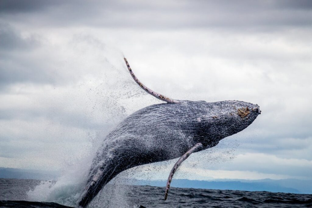 Bitcoin Whales Reach Highest Level in 3 Years